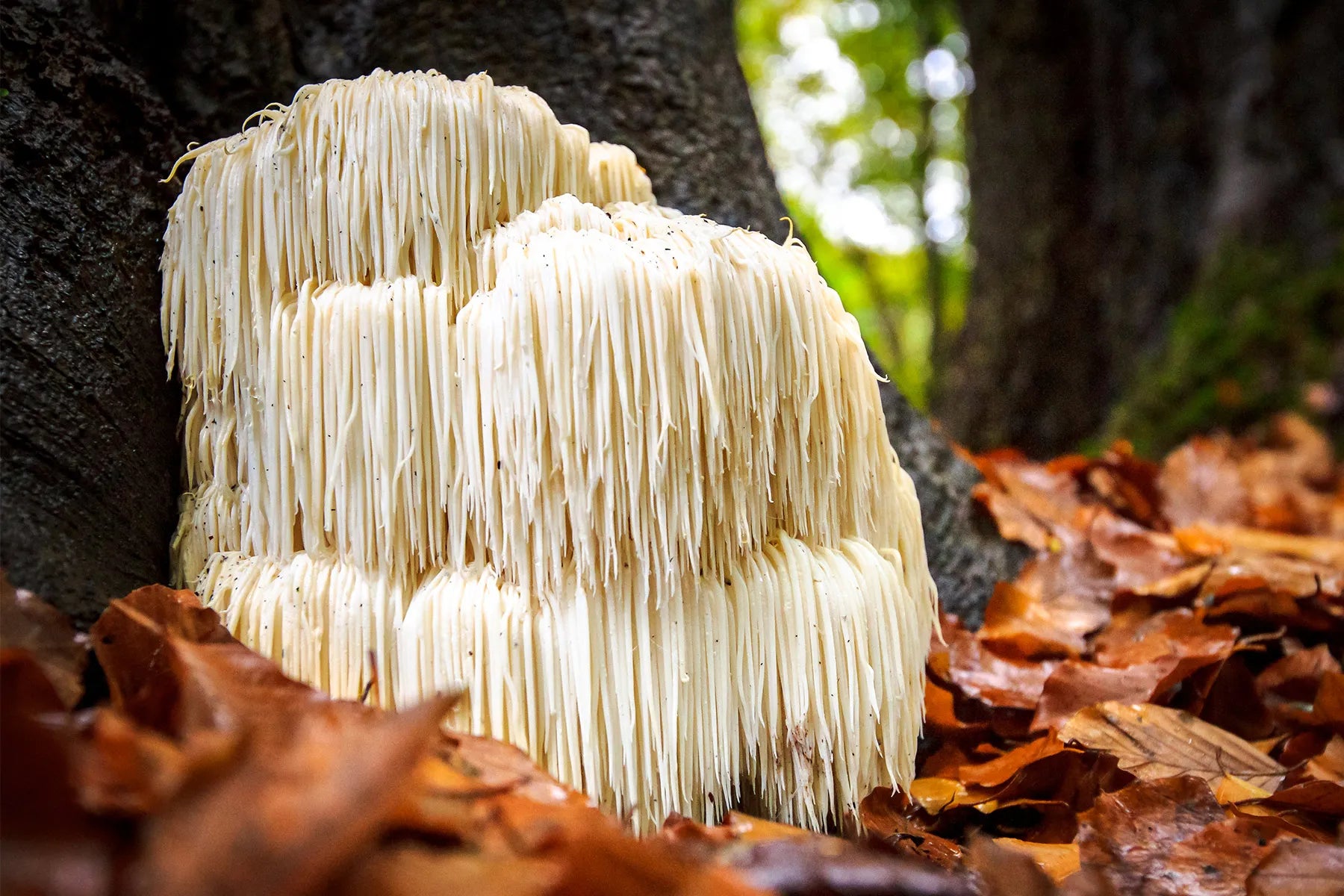 Lion's Mane