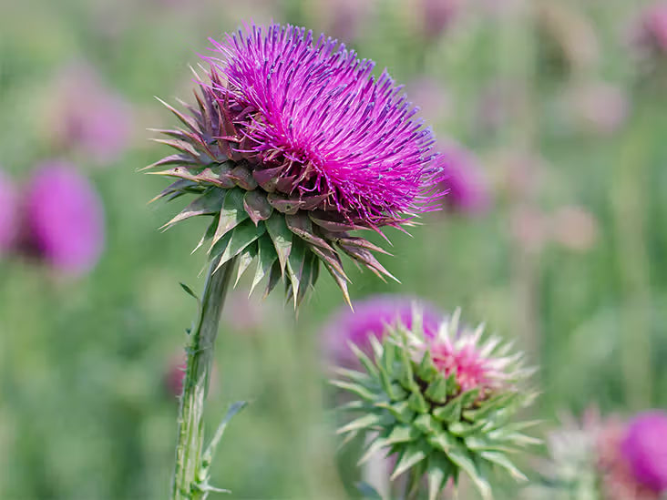 Why Milk Thistle Should Be A Part Of Your Daily Supplements