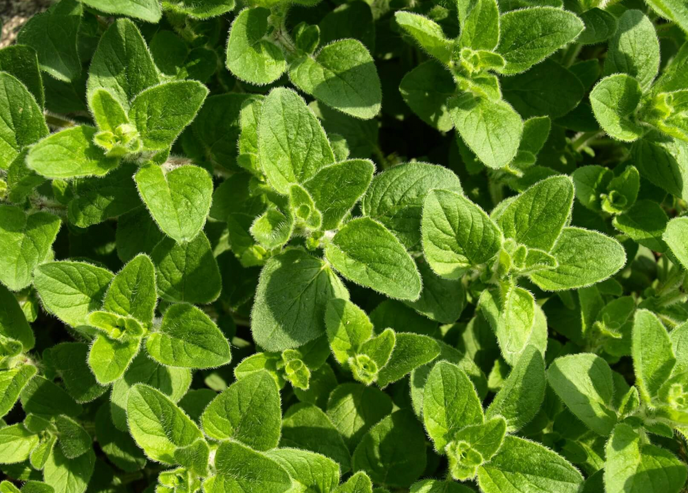 Why Oregano Oil Isn't Optional Anymore