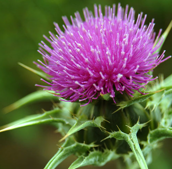 Milk Thistle