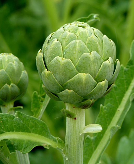 Artichoke